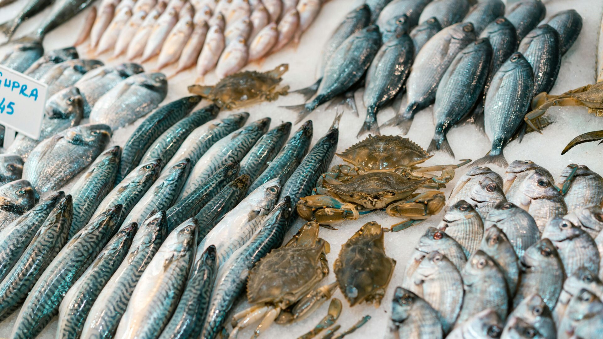 fresh mackerel Brixham summer